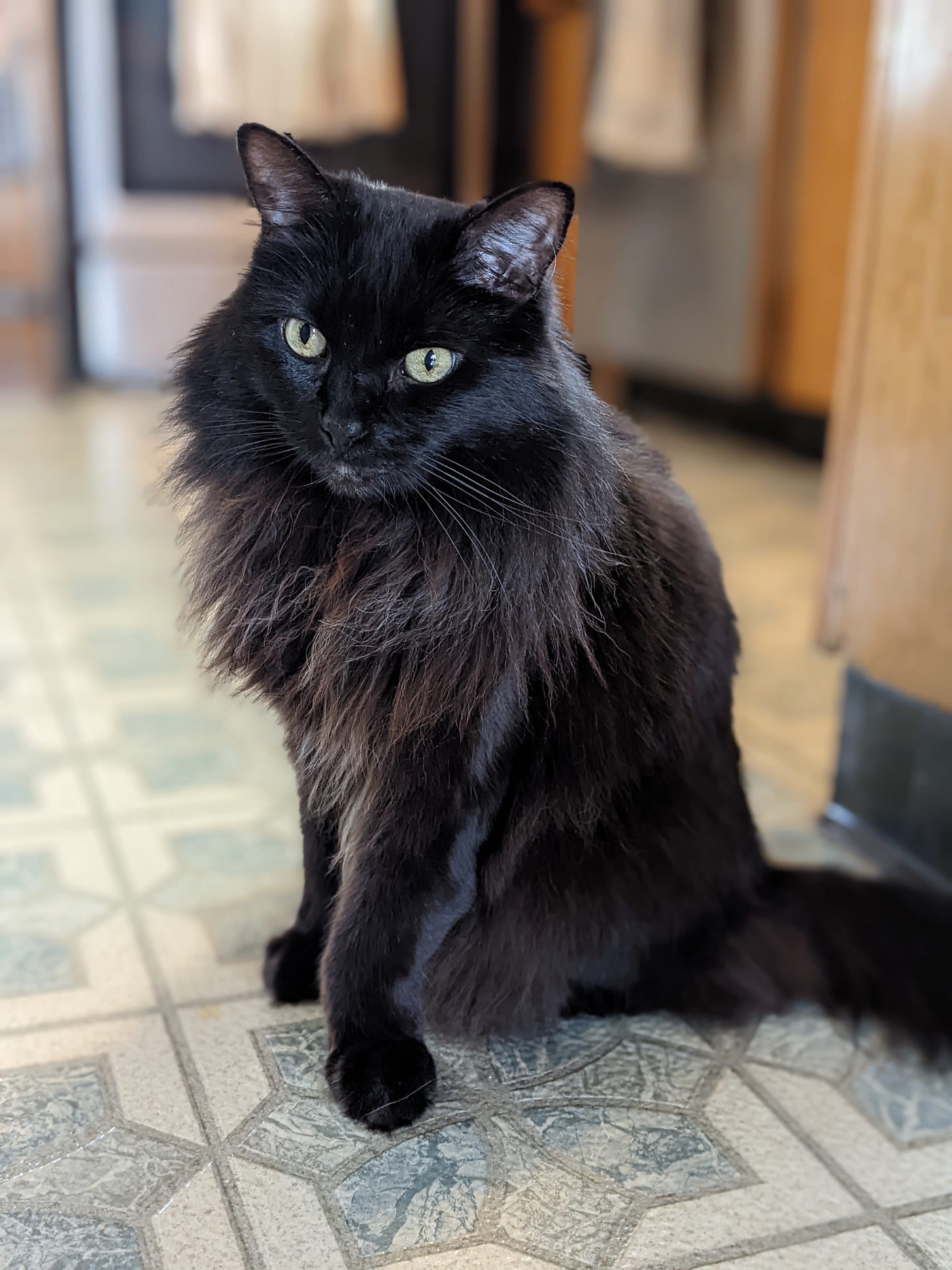 Bixby is sitting on the floor, looking curious toward the camera, long furry mane all floofed out. Bixby is sitting on the floor, looking curious toward the camera, long furry mane all floofed out.