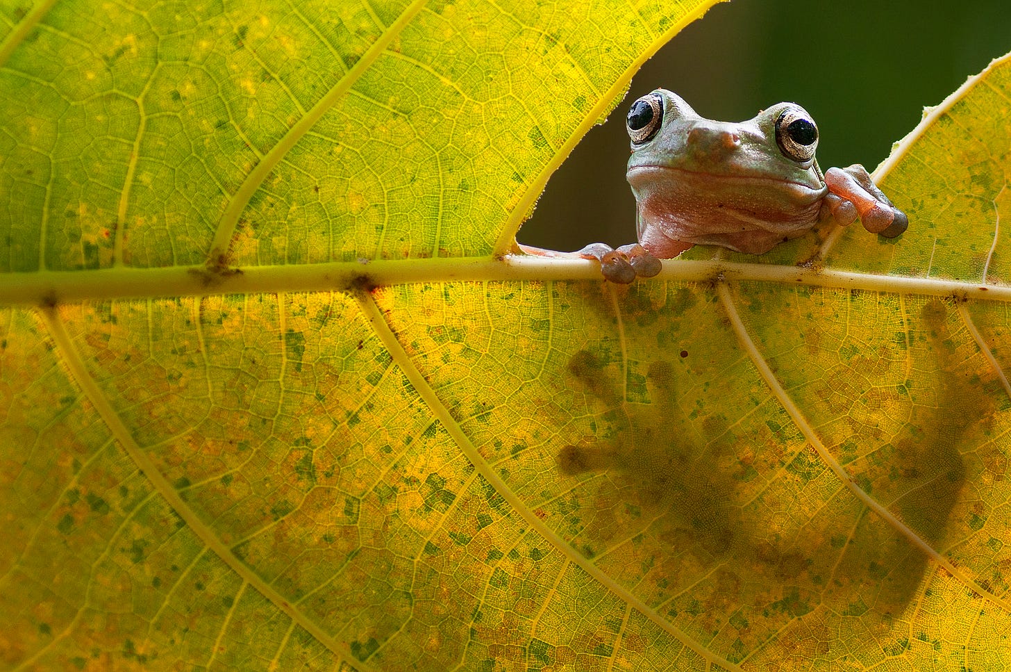 Confused tree frog is confused while staring through a hole in a leaf Confused tree frog is confused while staring through a hole in a leaf
