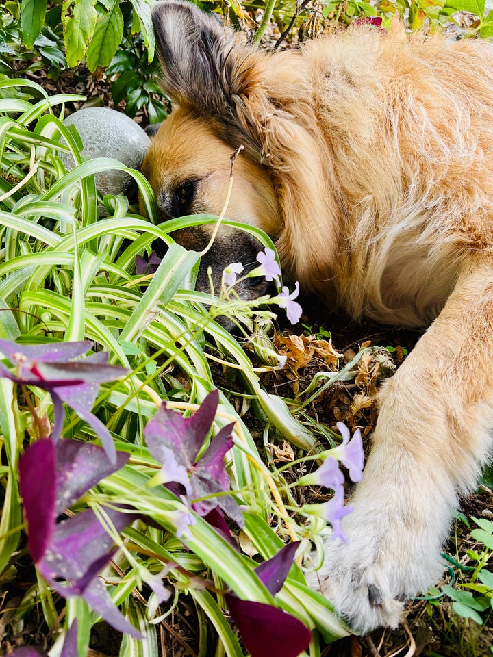A golden colored dog, part German Sheppard part Great Pyrenees, lies in clover with purple flowers.  A shorthair tabby cat, white on the bottom with bands of brown, black, and grey, lies in the leaves under a rose bush.  Loscotoff 2025.