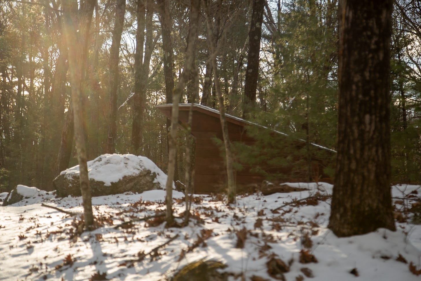 A dark wooden cabin is visible behind snowy trees. The sun peaks through.