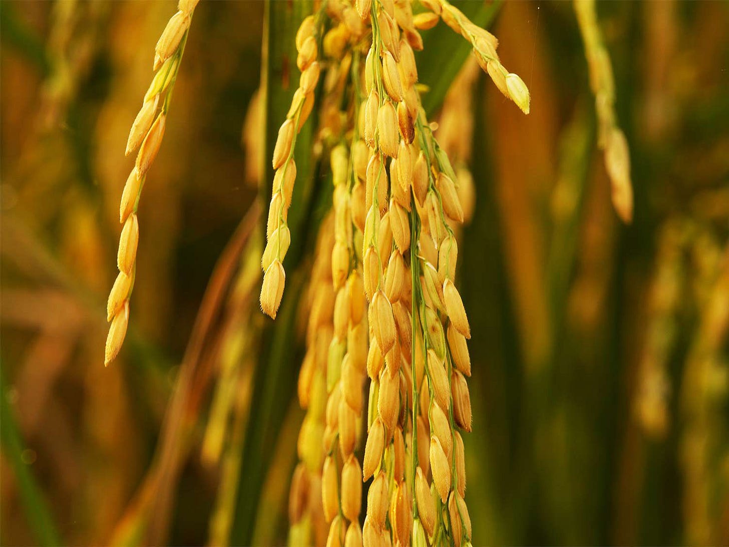 The Story of Carolina Gold, the Best Rice You've Never Tasted