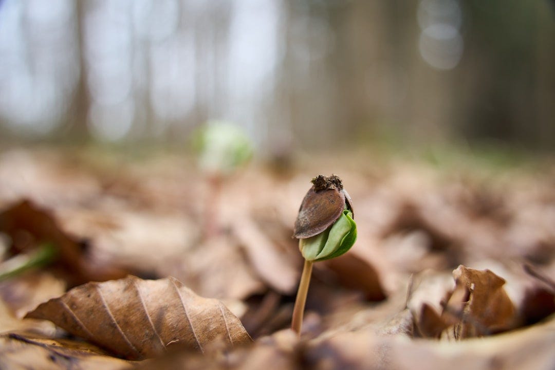 A small seedling sprouts from fallen leaves. A small seedling sprouts from fallen leaves.