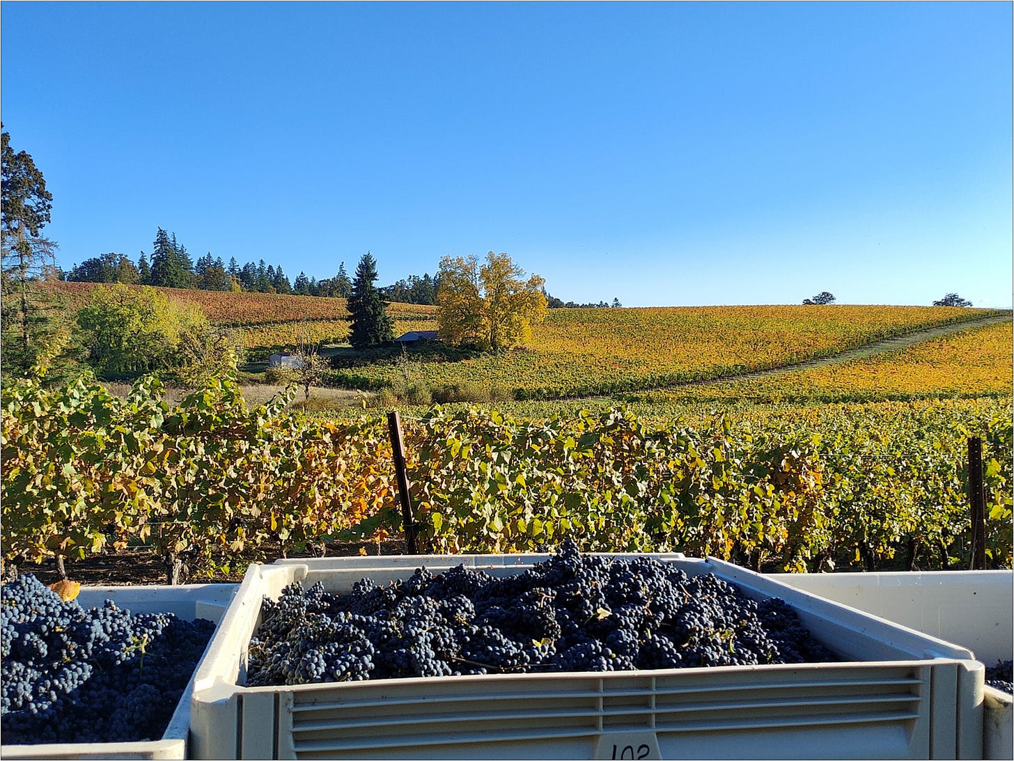 Freshly Cluster Plucked Pinot Noir.