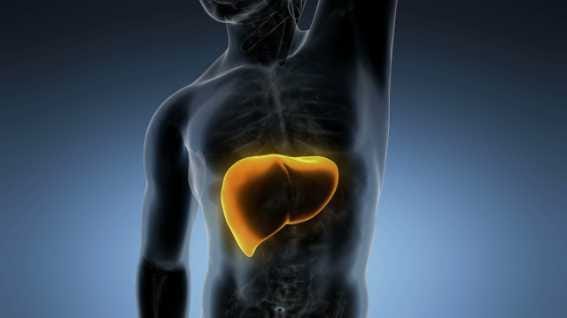 animation showing a yellow liver in a human body