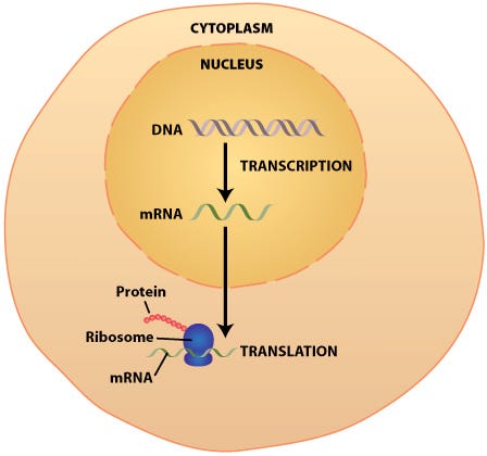 protein synthesis protein synthesis