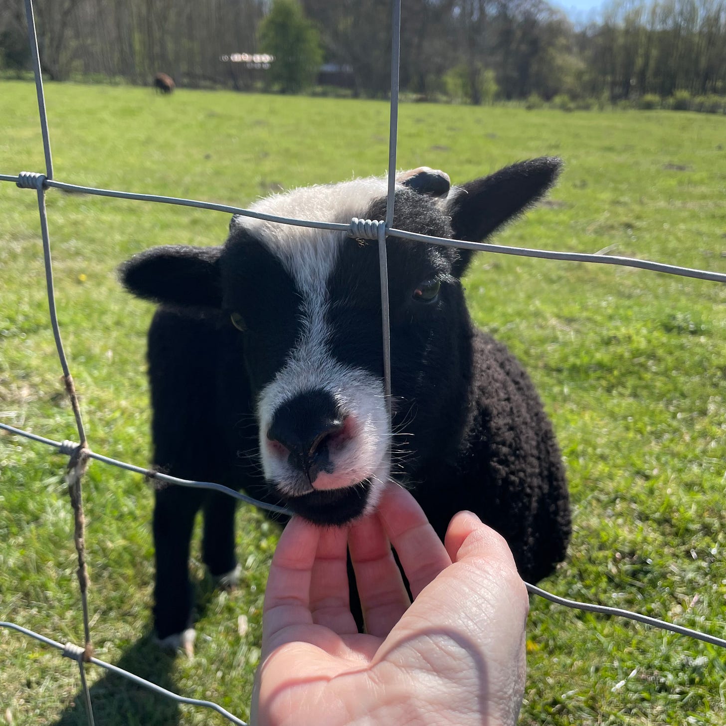 hand holding the chin of a cute little lamb