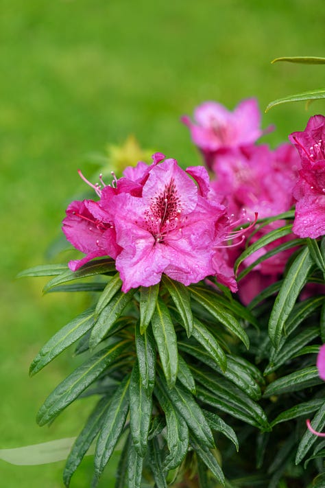 4 Rhododendrons you must grow - by Mr Plant Geek