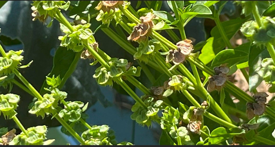 basil flower caps green and some already fading to brown