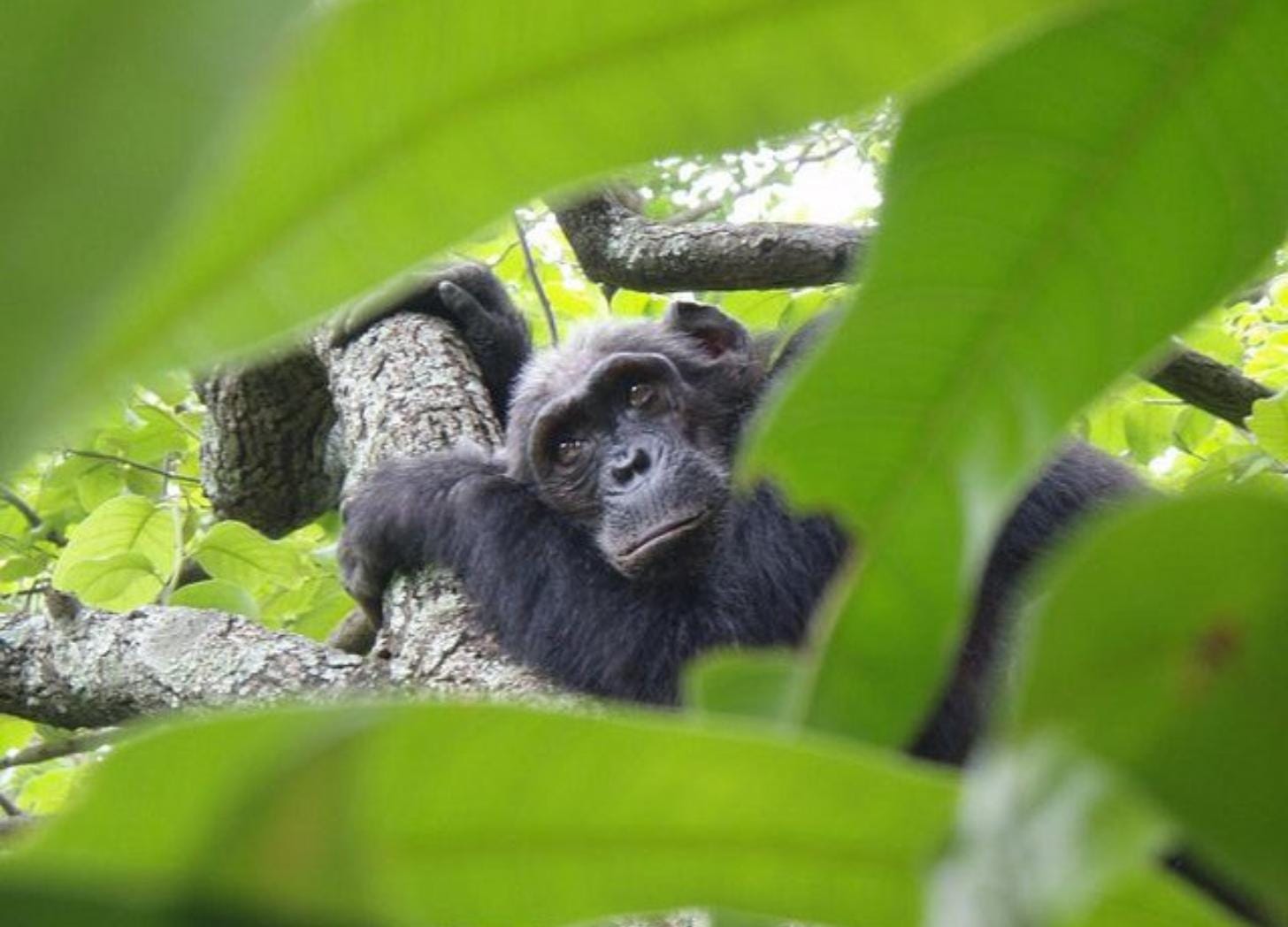 Chimpanzee in a tree Chimpanzee in a tree