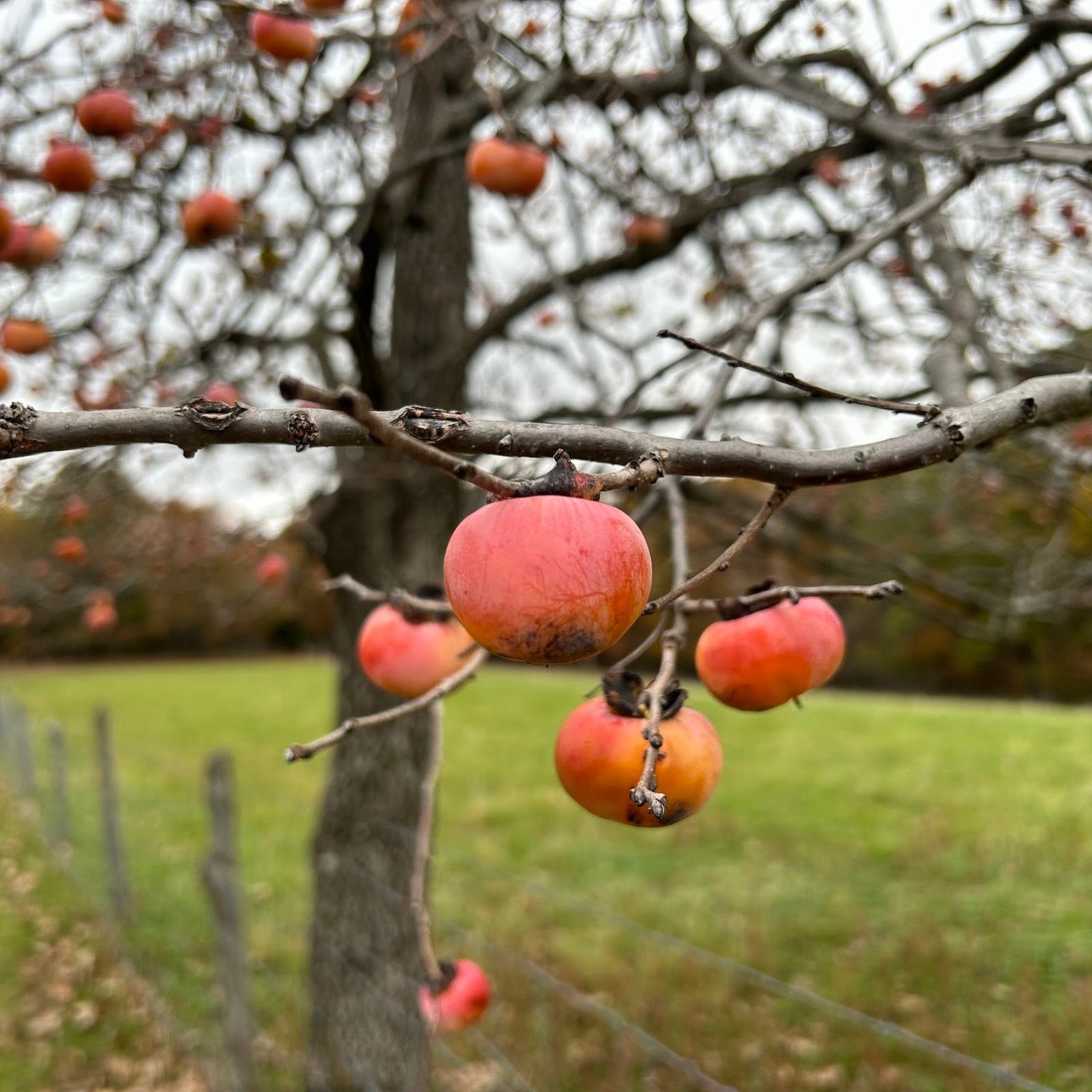 A cluster of orange-red persimmons hanging on a tree branch, just begging to be picked.