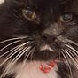 Dame Patsy Purrlina OAP's avatar