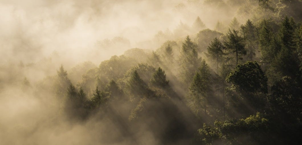 green forest covered by fog green forest covered by fog