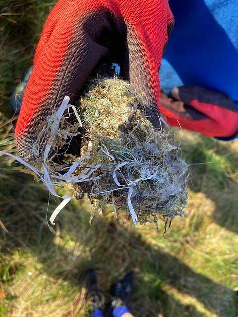 A wrens nest with Plastic material woven into it