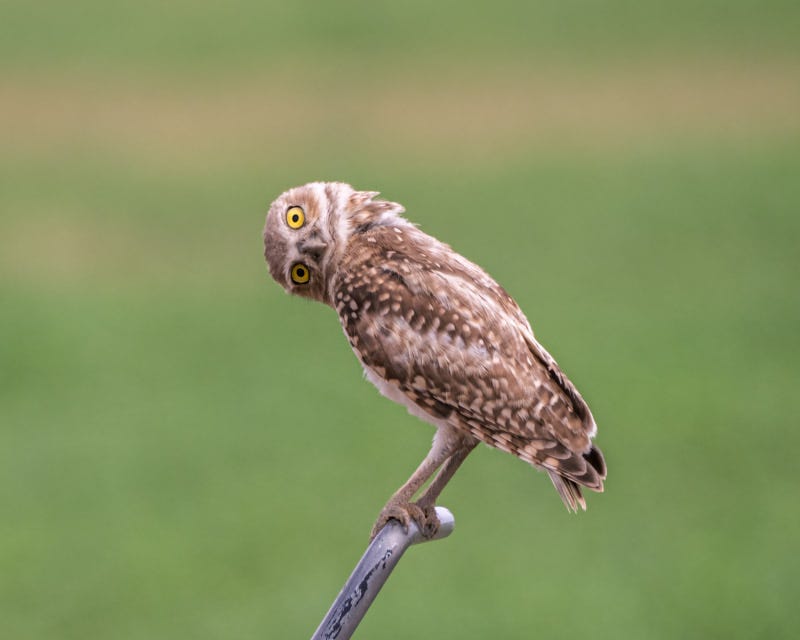 20260716-BurrowingOwl-566-Edit.jpg