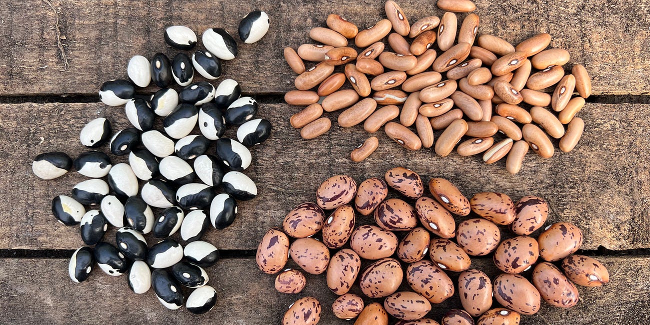 Grow delicious French and Borlotti beans for nutrition