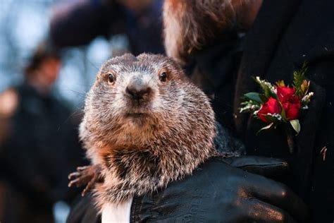 Groundhog Day 2025: When does Punxsutawney Phil come out, what to know