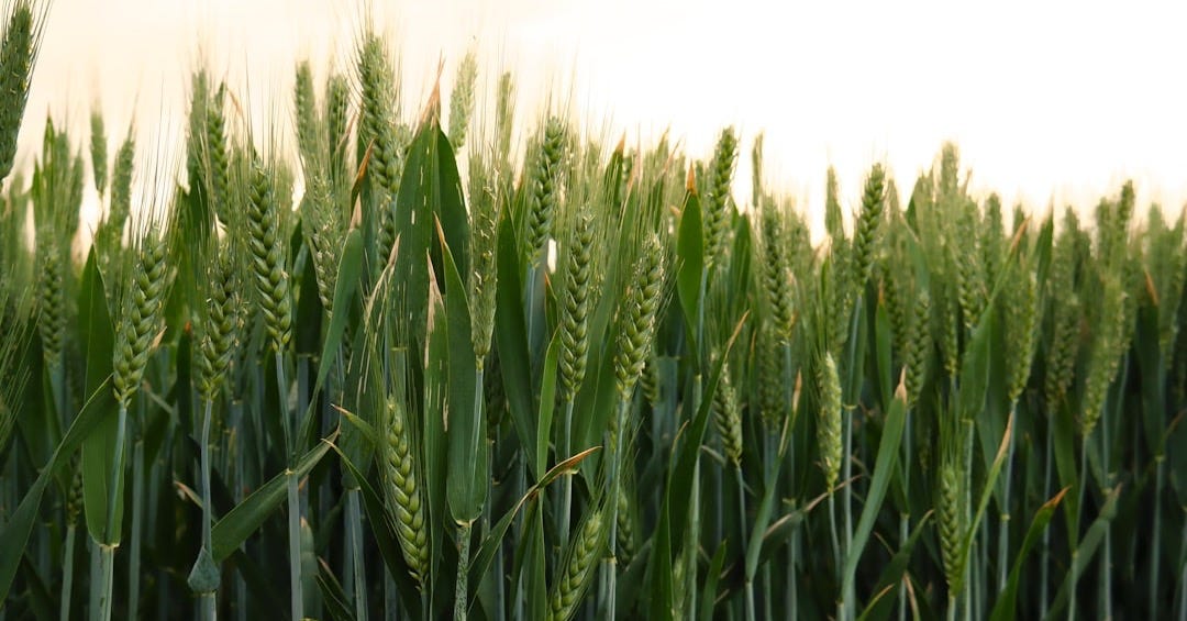 shallow focus photo of wheats