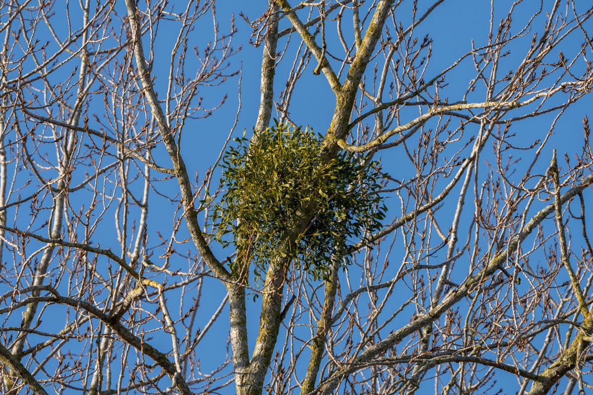 A ball of green leaves in the bare branches of a tree A ball of green leaves in the bare branches of a tree