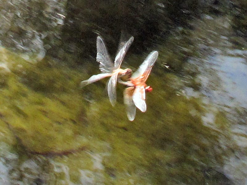 2Dragonflies