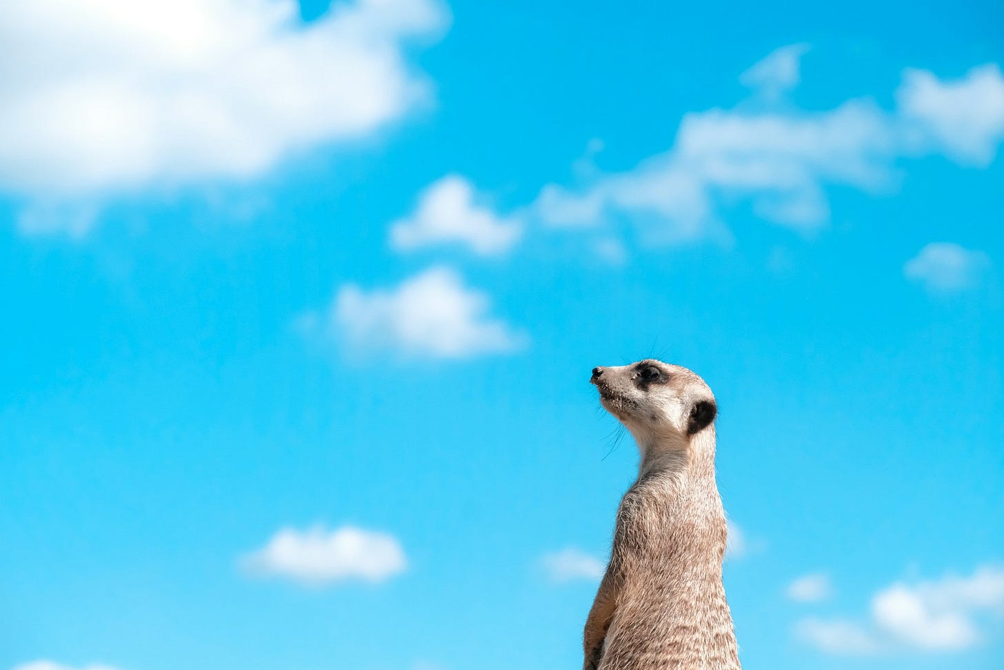 A standing meerkat faces left with a bright blue cloudy sky behind it. A standing meerkat faces left with a bright blue cloudy sky behind it.