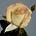 Valentina Rose's avatar