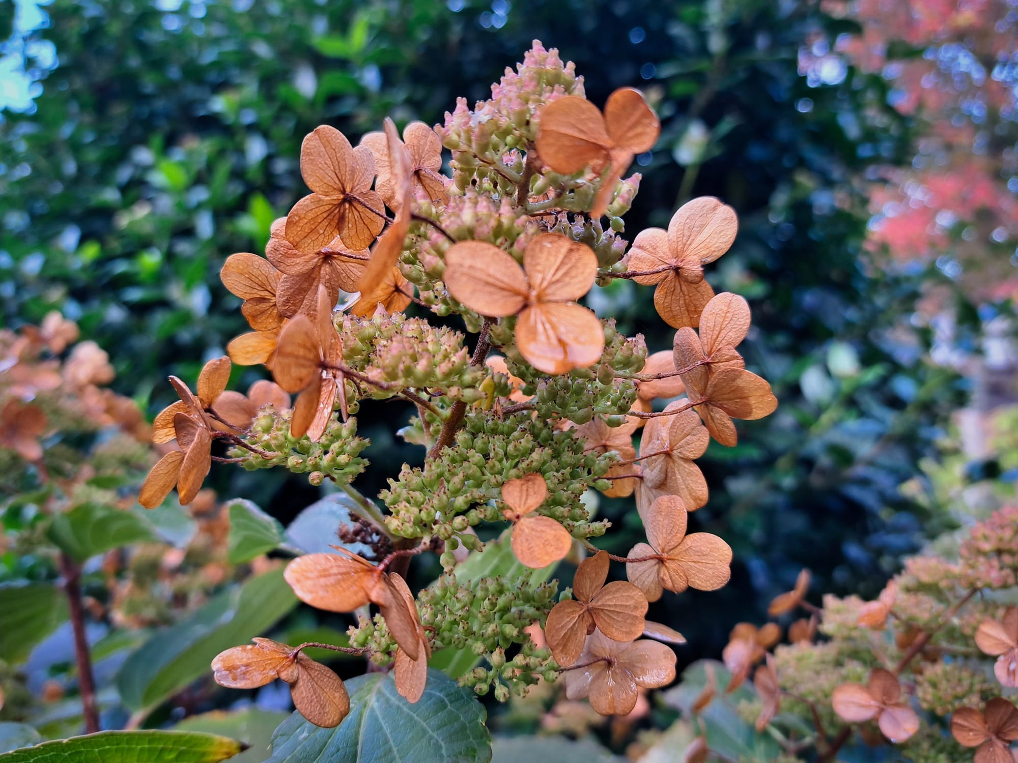 Hortensia