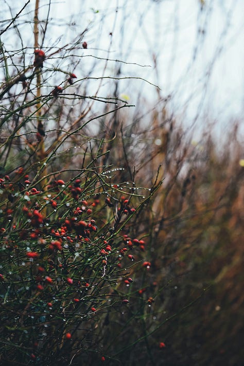 Images of nature including fungi, lichen, spiders' webs, feet in grass, candles and berries