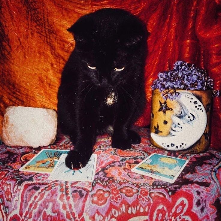 This may contain: a black cat sitting on top of a bed next to a potted plant and cards