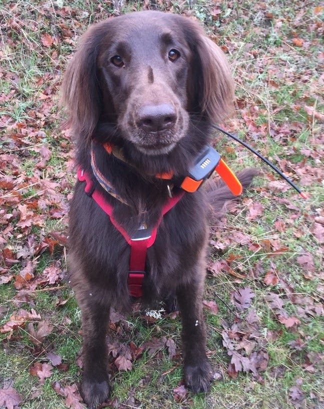 Picture of Morgan, a flat-coat retriever, wearing her search and rescue gear