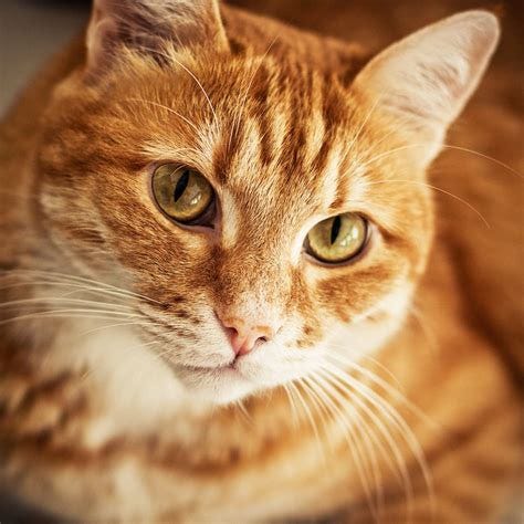 orange striped cats - - Image Search Results | Orange tabby cats, Tabby cat names, Tabby cat