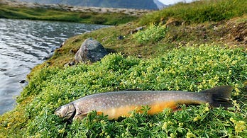 Bleikjan úr Arnarvatni.