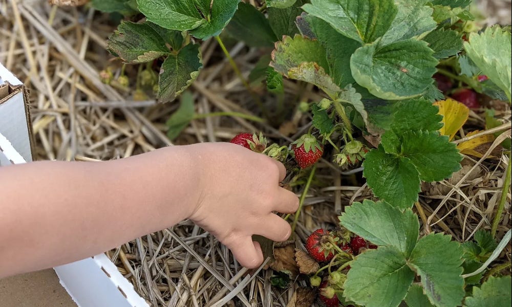 Child's hand picking a strawberry from a strawberry plant