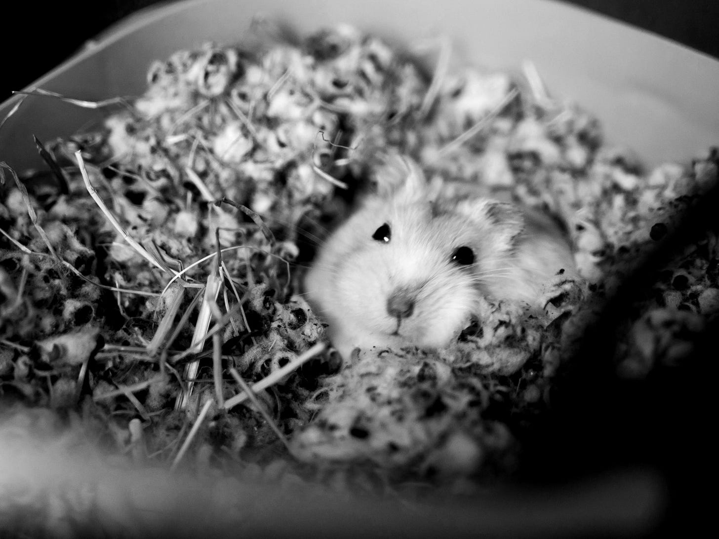 white rodent on cage white rodent on cage
