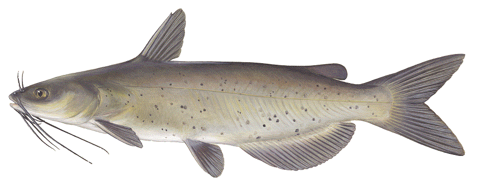 Channel Catfish, illustration by Maynard Reece, from Iowa Fish and Fishing. Channel Catfish, illustration by Maynard Reece, from Iowa Fish and Fishing.