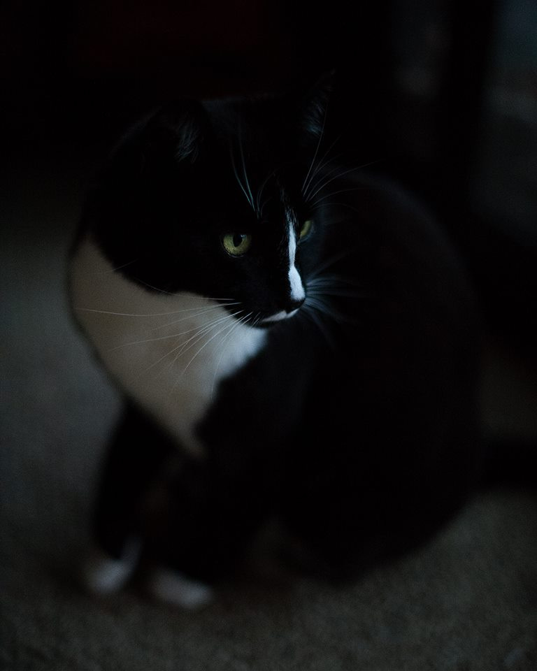 Harlequin the Cat.