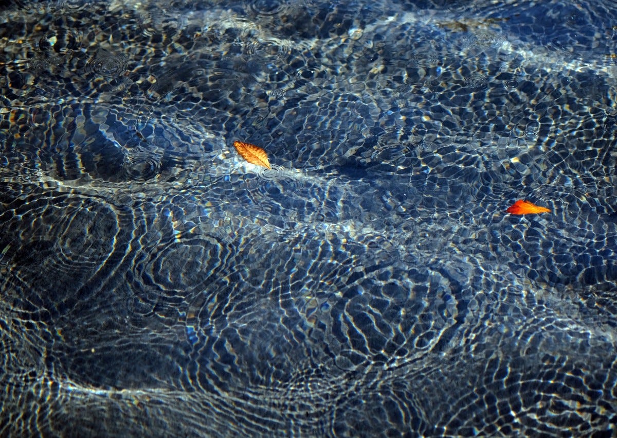 sea, water, leaf, wave, lake, frost, ripple, biology, floating, fish, geological phenomenon, marine biology sea, water, leaf, wave, lake, frost, ripple, biology, floating, fish, geological phenomenon, marine biology