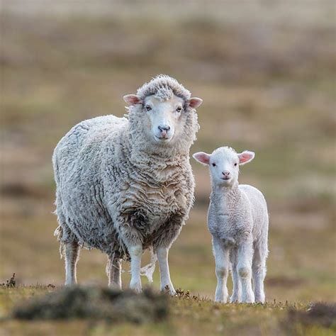 polwarth - Animal Stock Photos - Kimballstock