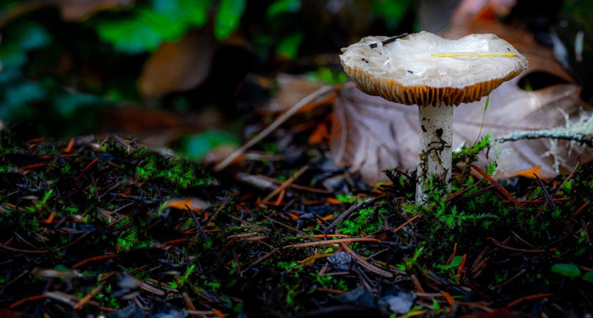 mycology of flow