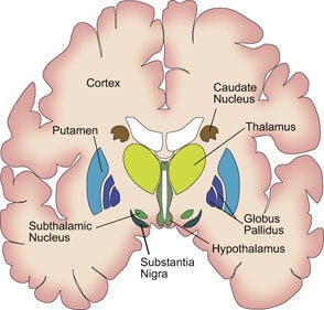 parts of the brain