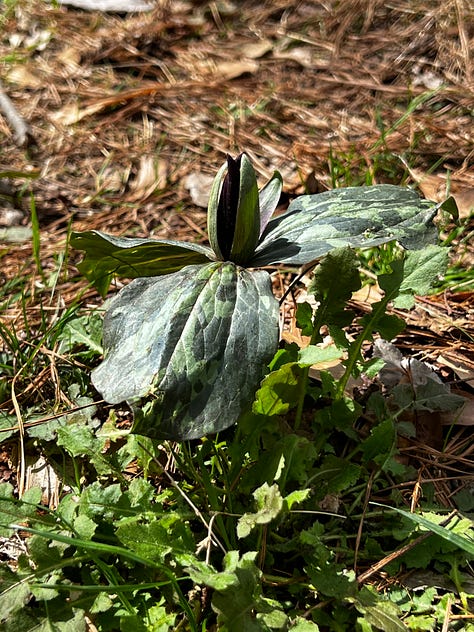 lesser celandine, trillium, violets, virginia spring beauty