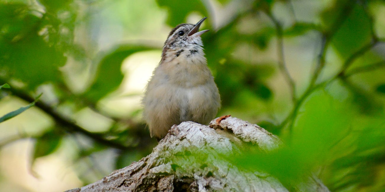 Birding By Ear