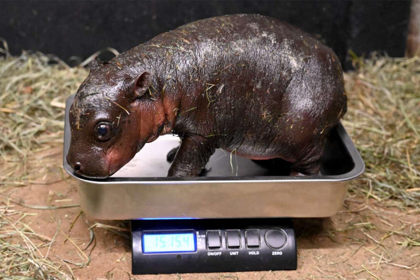 A newborn pygmy hippo calf flecked with straw stands atop a scale A newborn pygmy hippo calf flecked with straw stands atop a scale