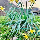 𪡠You don't scold a daffodil