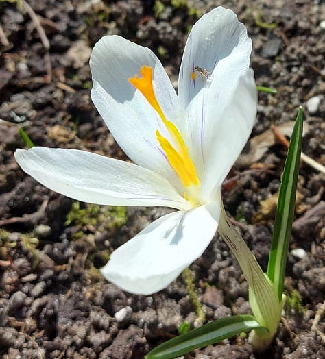 Yellow winter aconites, purple, yellow and white crocuses