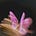 نَفَس هادئ | Nafas 🌷's avatar