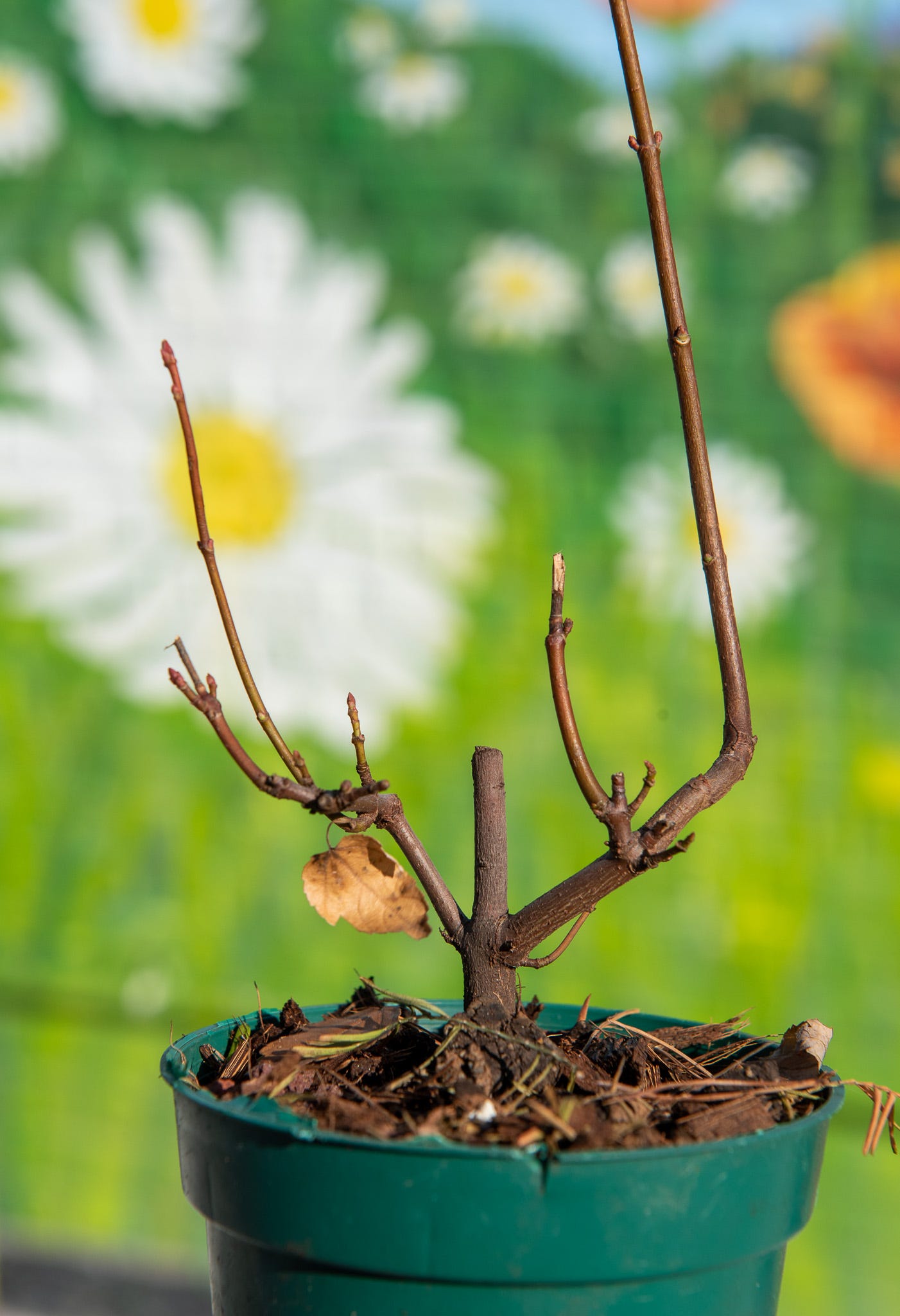 ID: Photo of small twiggy red maple seedling with some contorted branches and one very tall branch