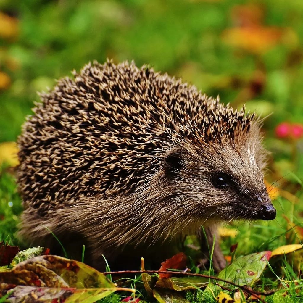 Hedgehogs in your garden - Bird Care - Westland Garden Health