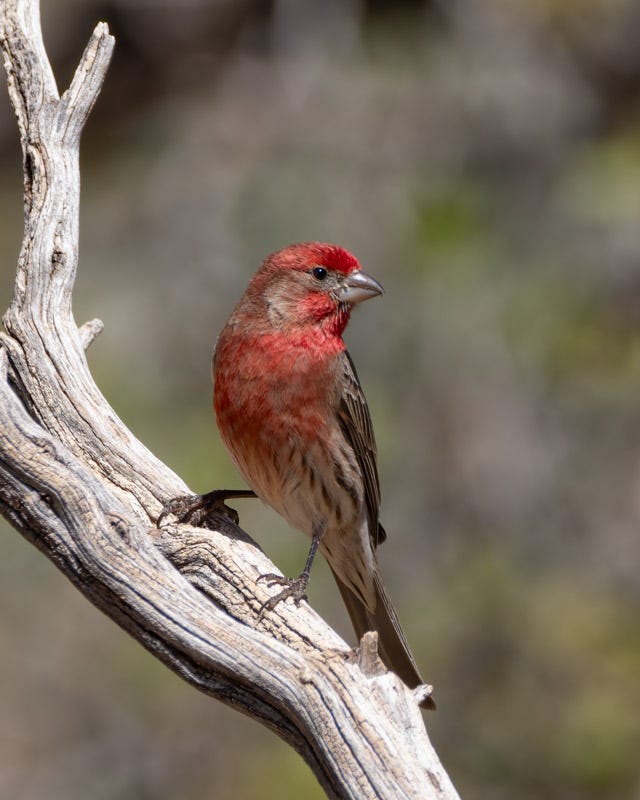 20250418-AshCanyon-350-Edit.jpg 20250418-AshCanyon-350-Edit.jpg