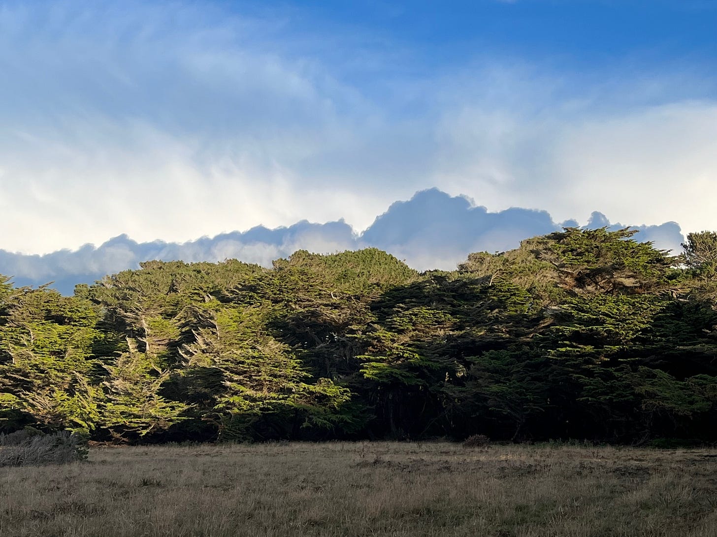 banks of clouds behind a forest