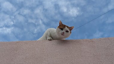 A collection of photos featuring a black kitty, a grey kitty, two orange kitties with golden eyes, a calico kitty, a white cream kitty, and the most dapper gentleman of a cat.